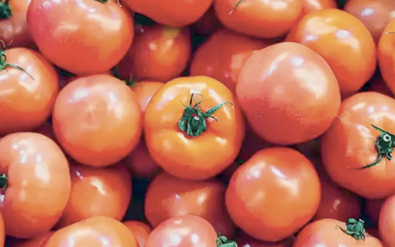 Morocco Imposes 30% Anti-Dumping Duty on Egyptian Tomato Imports