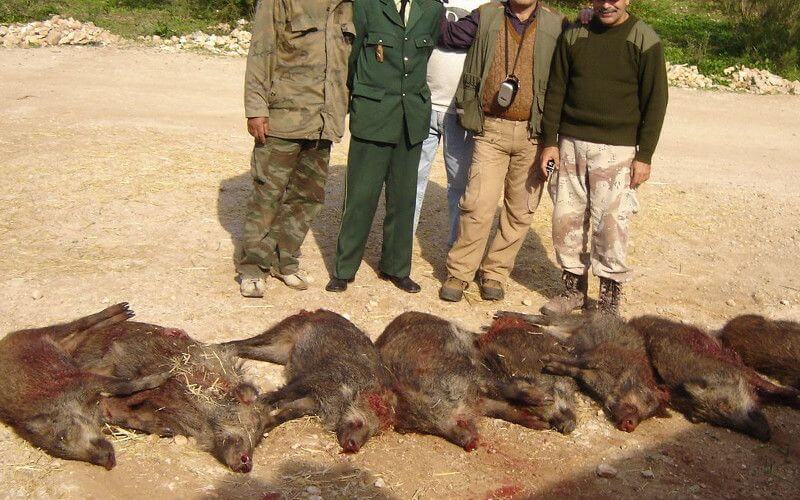 Morocco Intensifies Wild Boar Control Efforts to Protect Crops and Biodiversity