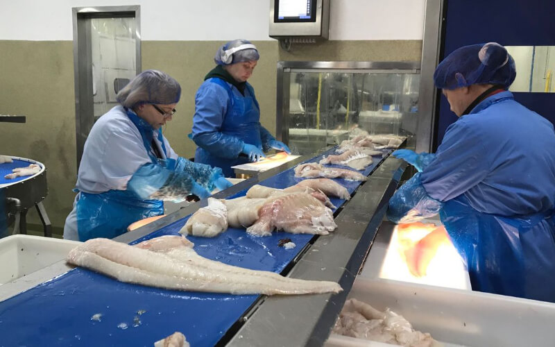 Morocco Investigates Major COVID-19 Outbreak at Safi Fish Factory