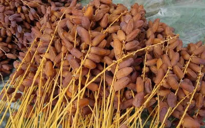 Morocco: the issue of Algerian dates reaches parliament