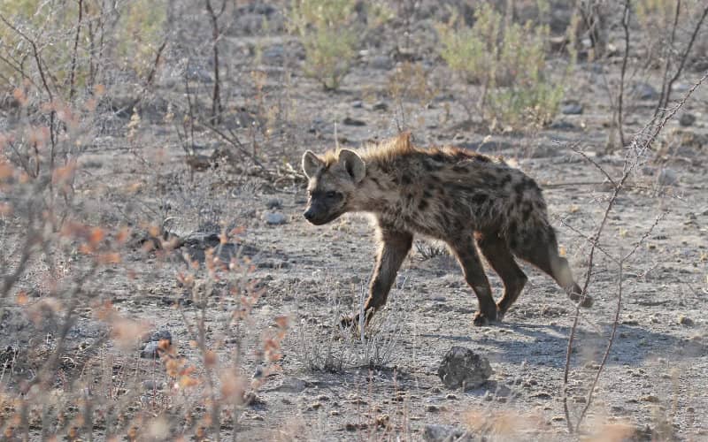Morocco Jails Two for Killing Endangered Hyena in Viral Video