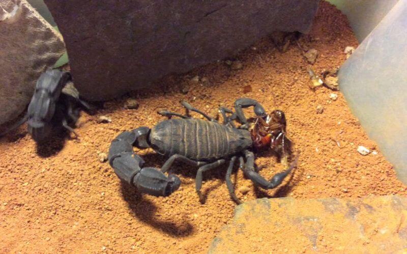 Morocco Launches Campaign to Combat Rising Scorpion and Snake Attacks as Summer Heat Intensifies