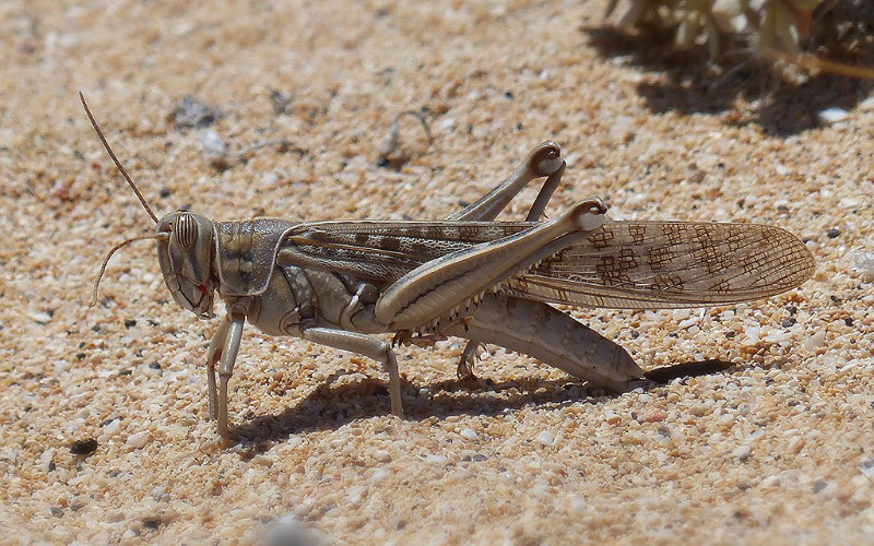 Morocco Launches Emergency Plan to Combat Potential Locust Threat