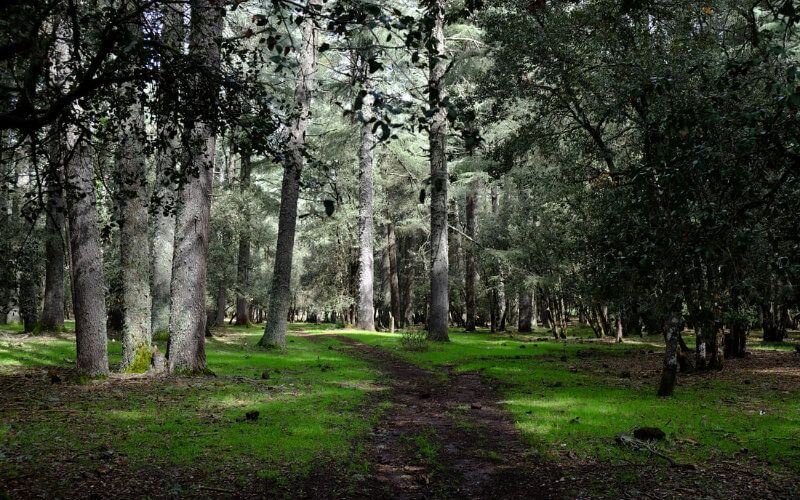 Morocco Launches Massive Reforestation Campaign in Northeast Provinces