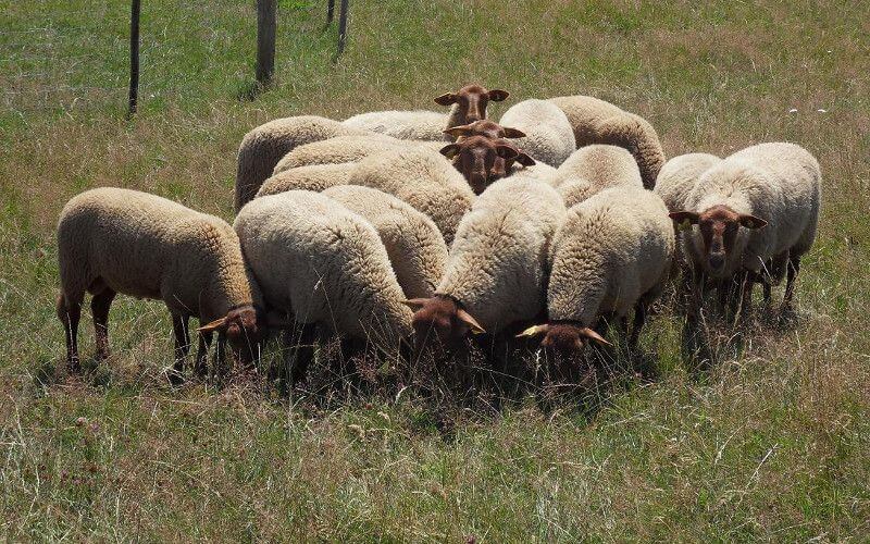 Morocco Launches Nationwide Livestock Vaccination Drive Against Major Animal Diseases