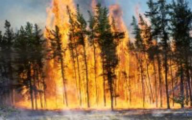 Morocco Launches Probe into Suspected Arson as Forest Fires Plague Northern Region
