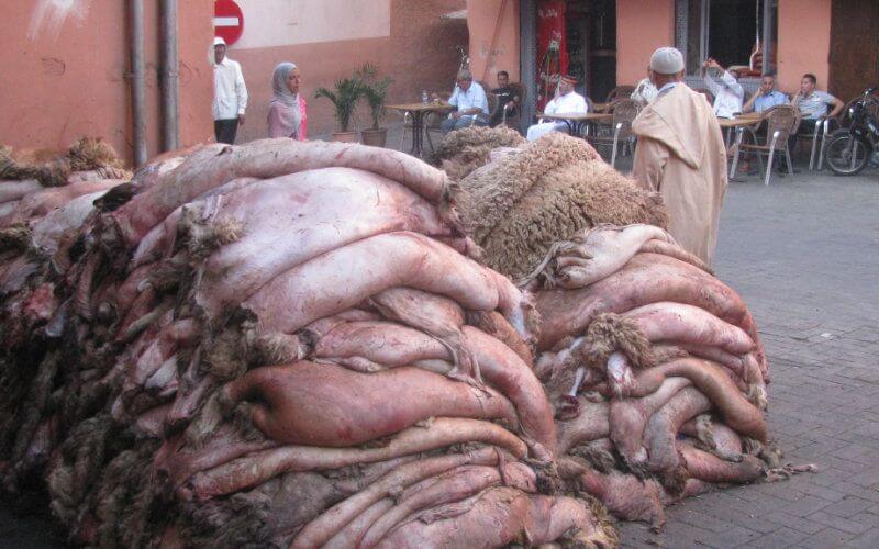 Morocco Launches Sheep Skin Collection Campaign in Six Cities, Aims for 70 Million Dirham Revenue