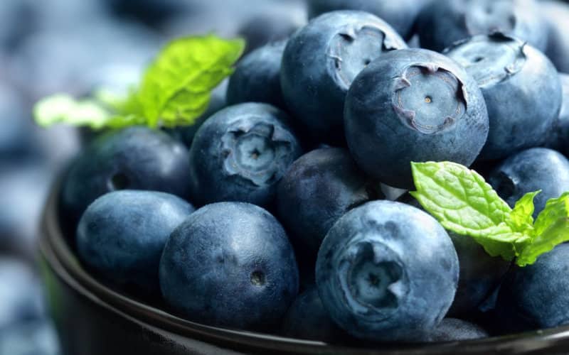 Morocco Leads Russian Blueberry Market, Exports Surge 36% Despite Pandemic