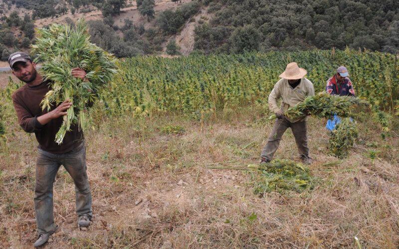 Morocco Legalizes Cannabis Cultivation in Three Northern Provinces
