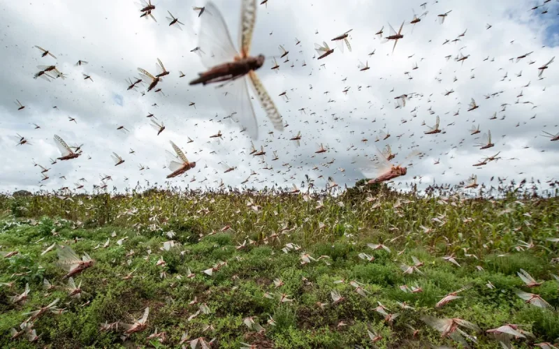 Morocco Locust Invasion Threatens Crops and Tourism After Drought Relief