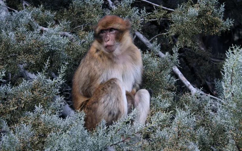 Morocco: The major scientific breakthrough that will save the Barbary macaque from extinction