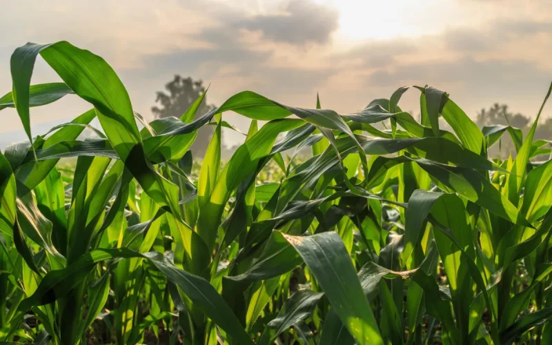 Morocco multiplies its purchases of Argentine corn by 2.3 (+133 %)