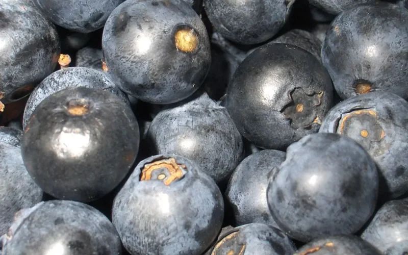 Morocco nears 90,000 tonnes of exported blueberries, but success drives prices down