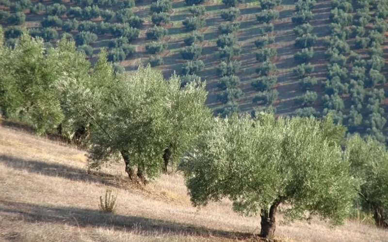 Morocco olive trees Nysius insect threat damage