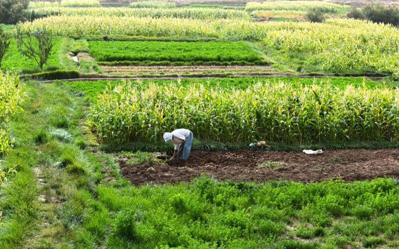 Morocco Opens Agricultural Land to Foreign Investors, Sparking Spanish Interest