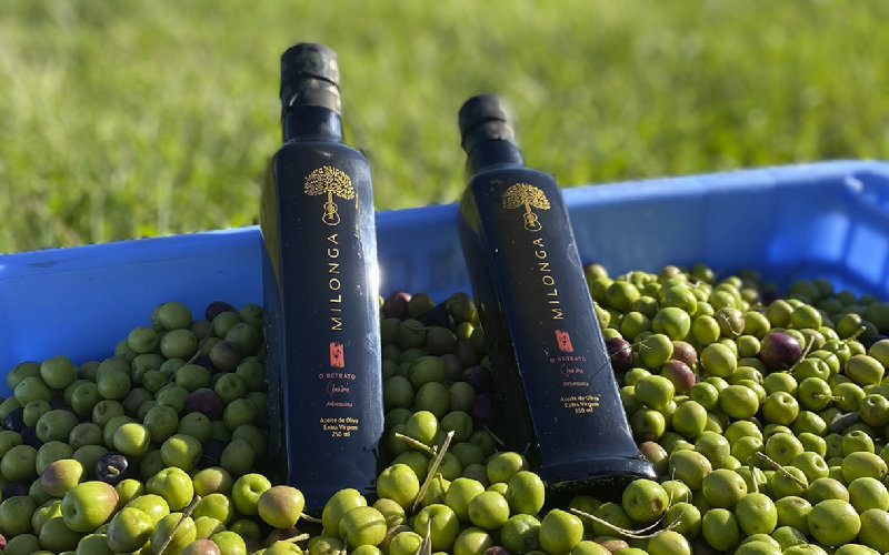 Morocco Opens Market to Brazilian Olive Oil Amid Drought-Induced Shortage