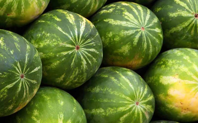 Morocco Overtakes Spain as Top Watermelon Supplier to EU Market