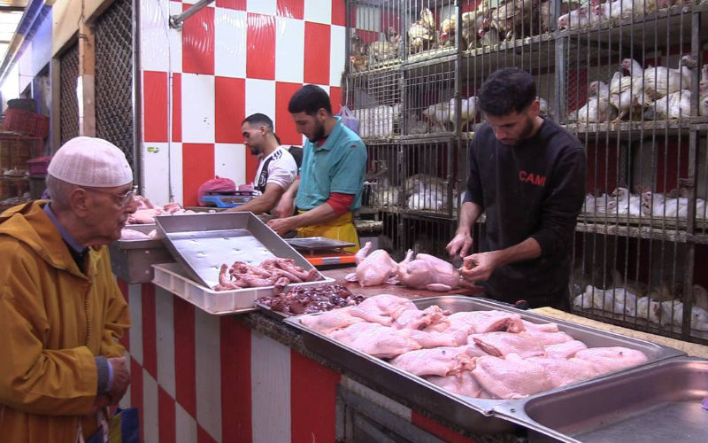 Morocco Poultry Farmers Warn of Chicken Price Hike Amid Rising Production Costs