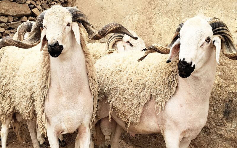Morocco Prepares for Eid Al Adha: 4.5 Million Sheep and Goats Identified