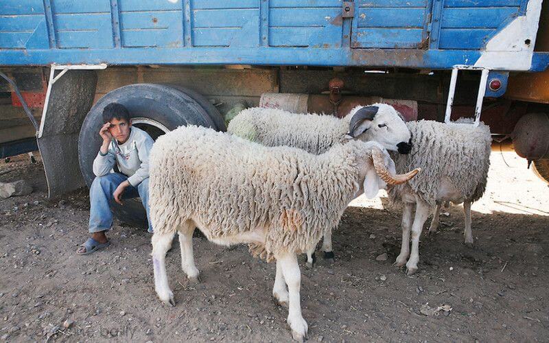 Morocco Prepares for Eid Al-Adha with Enhanced Safety Measures and Livestock Markets