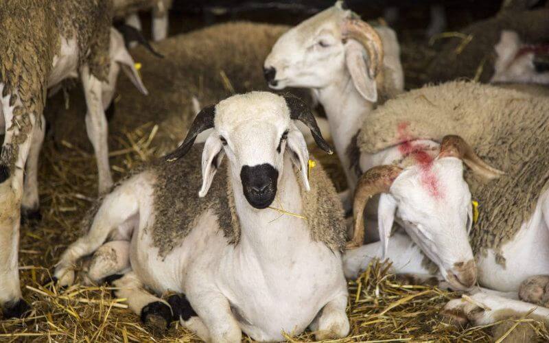 Morocco Prepares 8 Million Livestock for Eid Al Adha Sacrifice