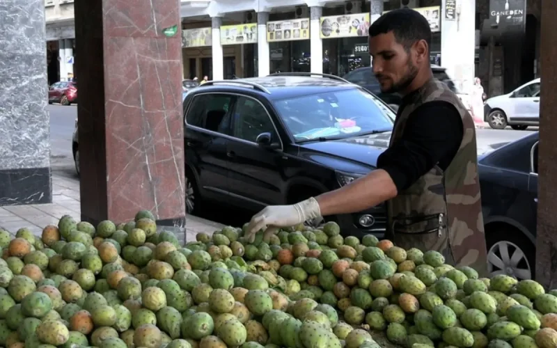 Morocco Prickly Pear Luxury Crisis: Prices Skyrocket