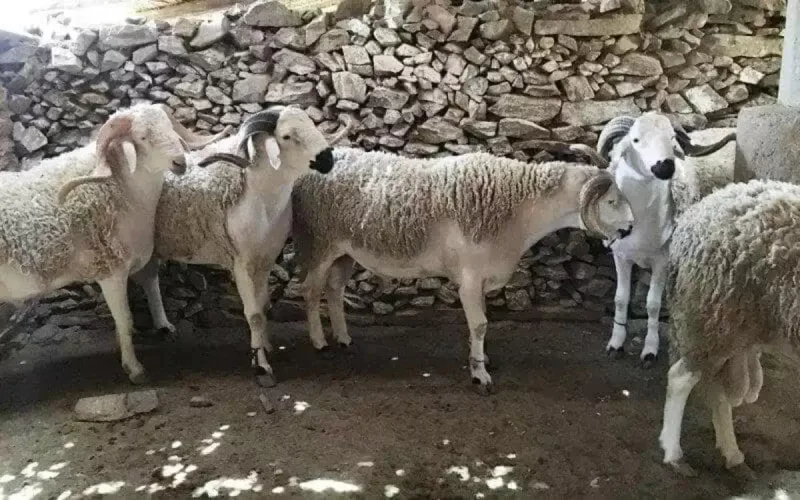 Morocco Prison Penalties Eid al-Adha Sheep Speculation