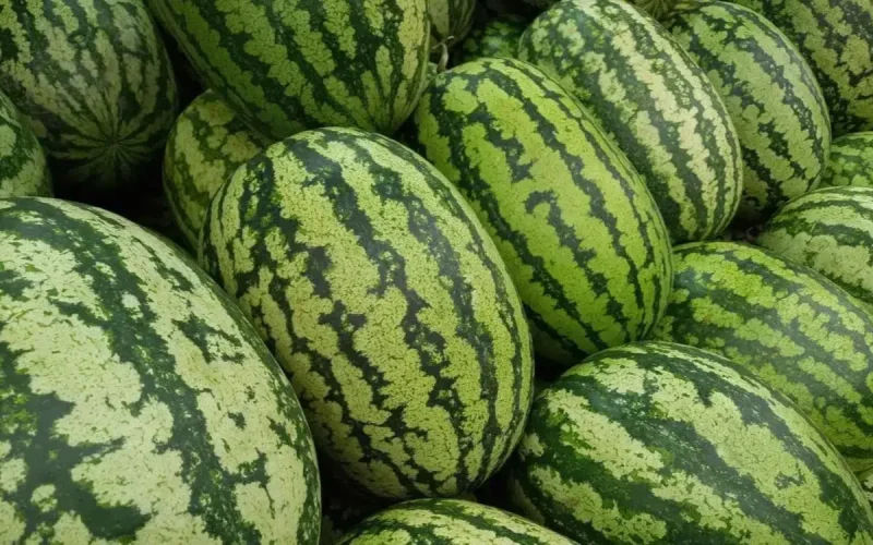 Morocco produces seven times less watermelon than Algeria, but earns 436 times more from exports
