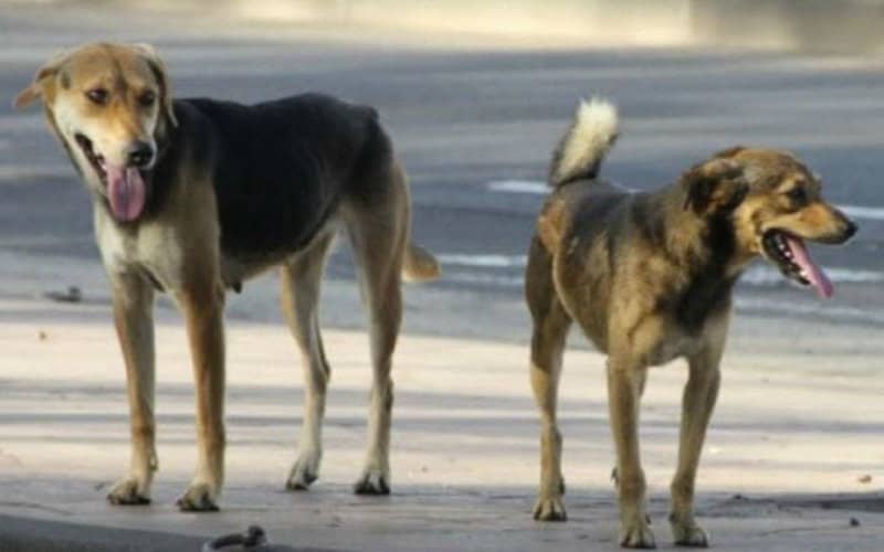 Morocco Proposes Law to Limit Pet Dog Ownership in Urban Areas