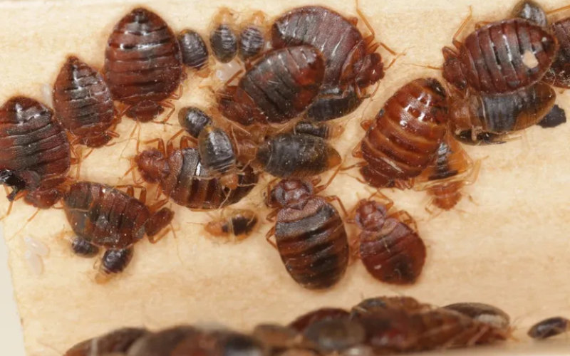 Morocco Ramps Up Border Health Checks Amid France's Bed Bug Scare