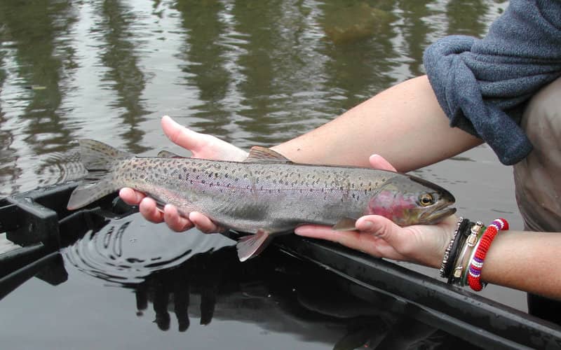 Morocco Releases 80,000 Rainbow Trout to Boost River Biodiversity