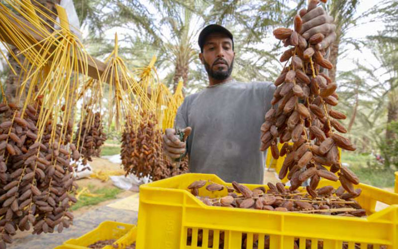 Morocco Remains Top Importer of Tunisian Dates Amid Local Concerns