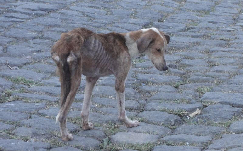 Morocco Reports 18 Rabies Deaths, Urges Vaccination and Caution