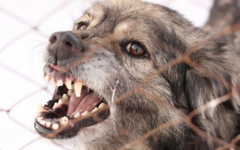 Morocco Reports Significant Drop in Rabies Cases, Health Ministry Says