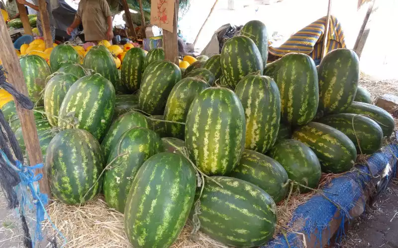 Morocco Restricts Watermelon Farming Amid Severe Drought Crisis
