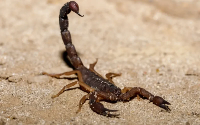 Morocco Scorpions: AI Maps Deadliest Species and Sting Risks