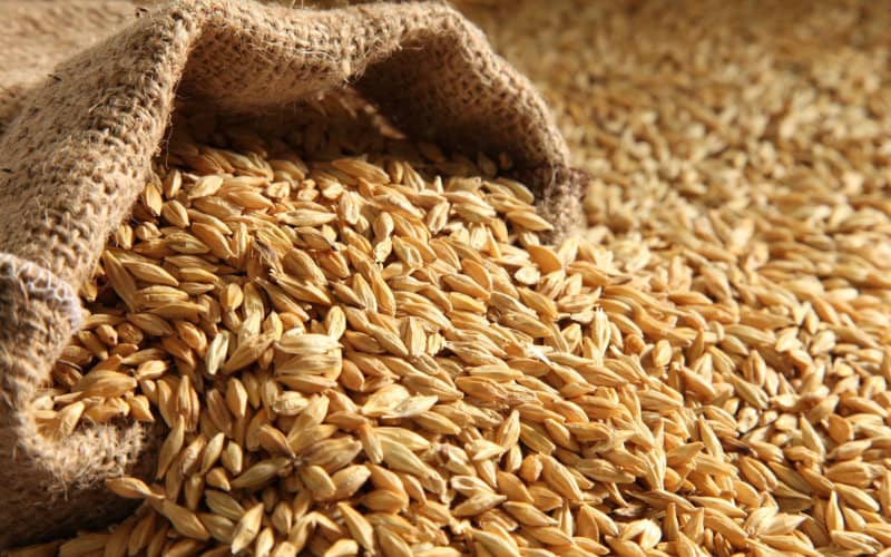 Morocco Secures Wheat Supply Amid Global Price Surge and Ukraine Conflict