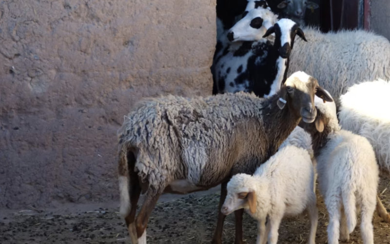 Morocco Seeks Australian Livestock Amid Severe Drought-Induced Meat Shortage