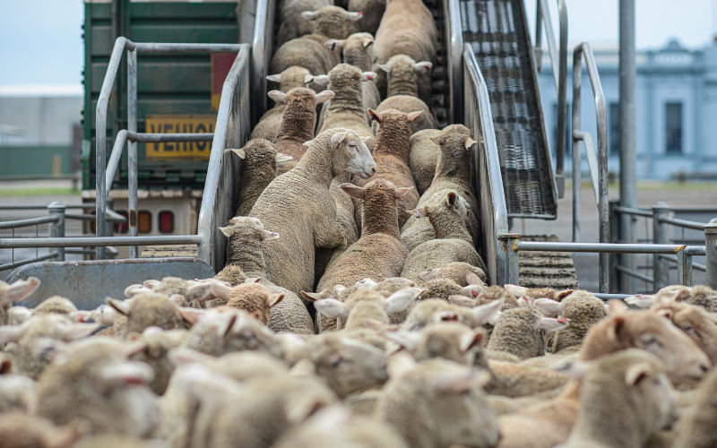 Morocco Seeks to Boost Australian Livestock Imports