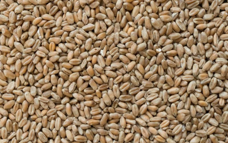 Morocco Seeks to Import 4 Million Quintals of Wheat to Boost Strategic Reserves