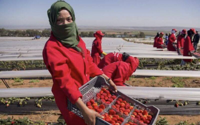 Morocco Sees Surge in Overseas Employment: 22,000 Workers Placed Abroad in 2019