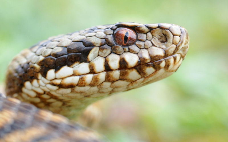 Morocco Sees Surge in Snake Bite Incidents as Summer Approaches