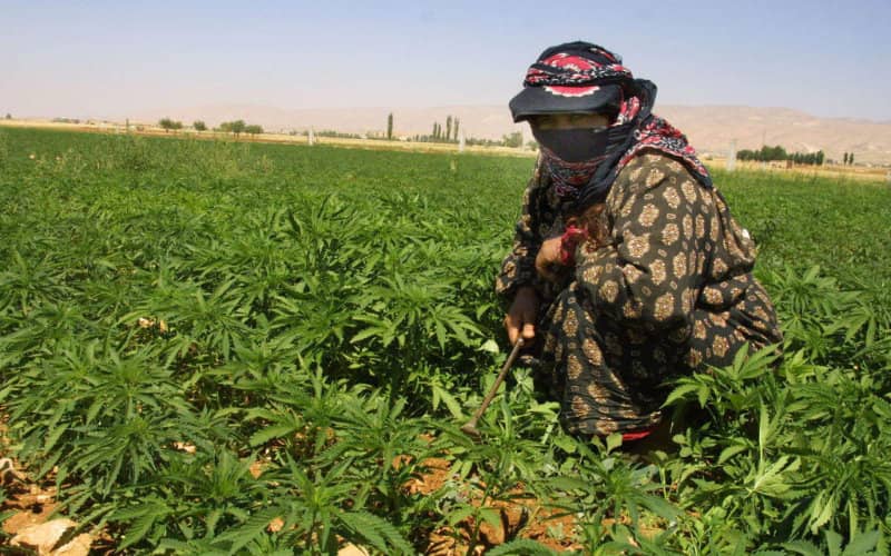 Morocco Set to Revoke Cannabis Licenses in Major Regulatory Crackdown