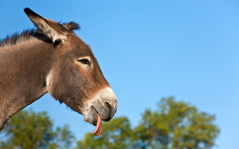 Morocco: 'Sorcerer' Arrested for Selling Donkey Tongues as Love Charms