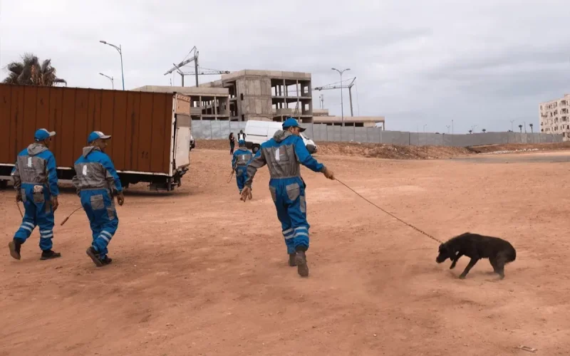 Morocco stray dog law penalties volunteers animal protection