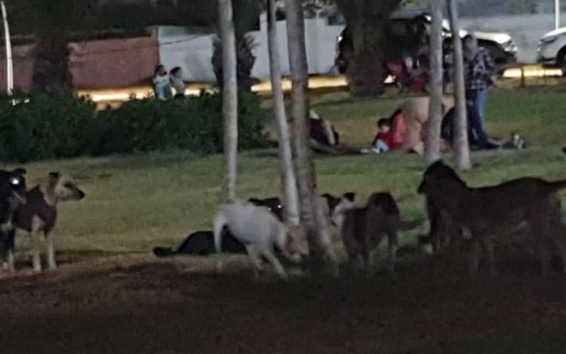 Stray Dog Packs Terrorize Moroccan Towns, Residents Demand Action