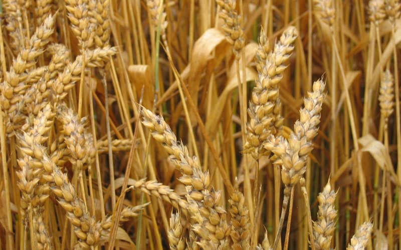 Morocco Struggles to Secure US Durum Wheat Imports Amid Global Supply Challenges