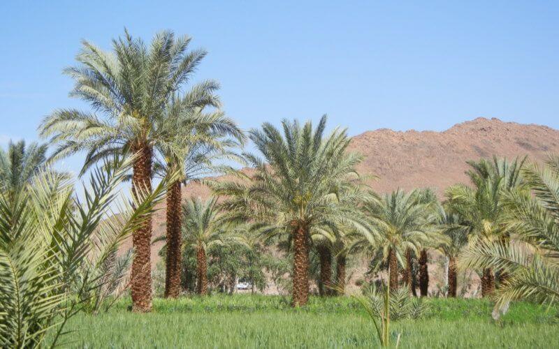 Morocco Surpasses Goal, Plants Over 3 Million Date Palms in Agricultural Initiative