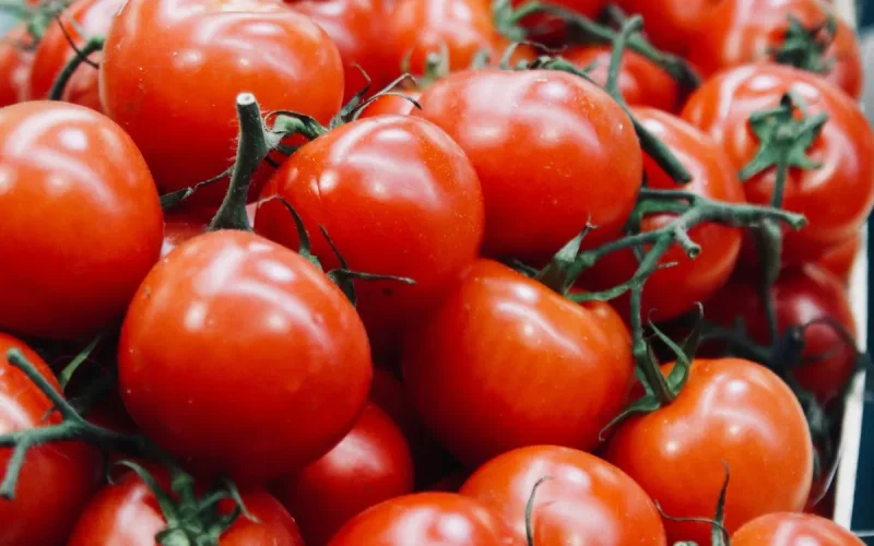 Morocco Surpasses Spain Tomato Exports Global Market Leader