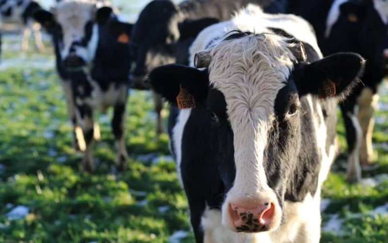 Morocco Suspends Import Duties on Heavy Cattle to Boost Beef Supply Amid Drought